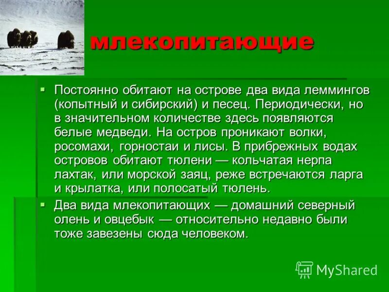 постоянная и непостоянная температура тела у животных. гомойотермные животные. млекопитающие теплокровные животные. постоянная температура тела. температура тела животных.