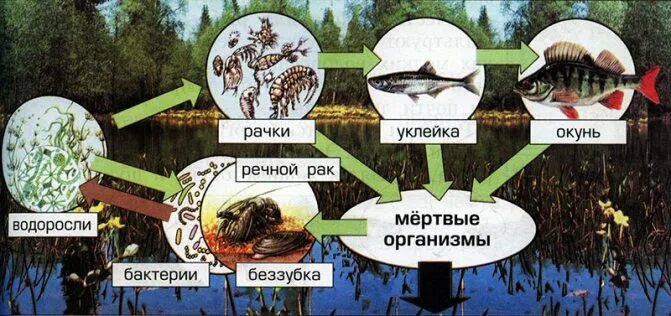 Пищевая цепочка для экосистемы озера. Круговорот веществ в водоеме. Схема круговорота веществ в водоеме. Круговорот веществ в пресных Водах.