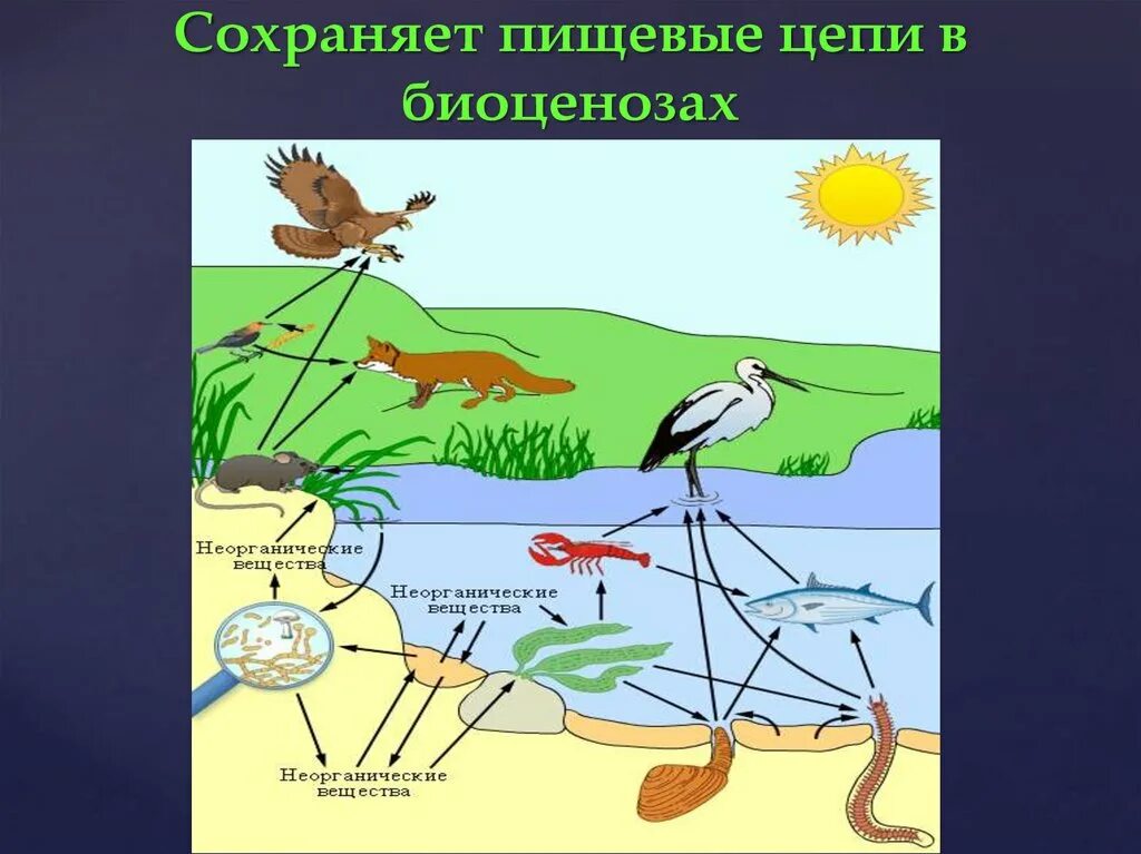 Пищевая цепочка. Пищевая цепочка в биоценозе. Цепочка питания биоценоз. Пищевая цепь наземного сообщества. Роль организмов в биоценозе