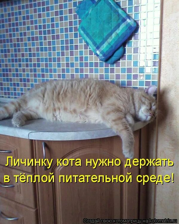 Кот породы спиешьпей. Кошачья моль гусеница. Личинка коте. Личинка котэ. Личинка коте.