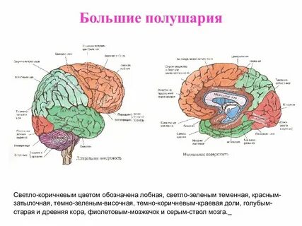 Лабораторная работа строение головного мозга человека