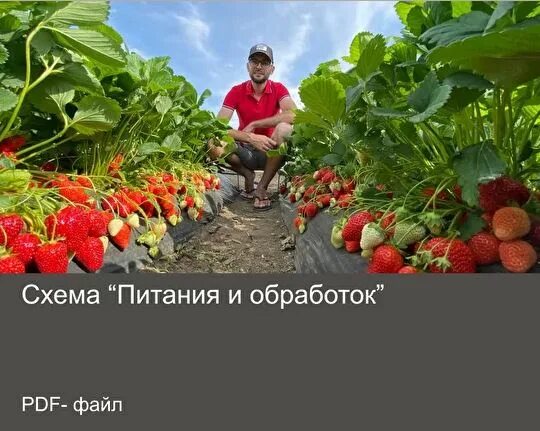 Кулик клубника. Кулик клубника. Клубника ремонтантная флорида бьюти. Клубника сибилла. Земляника лесная.