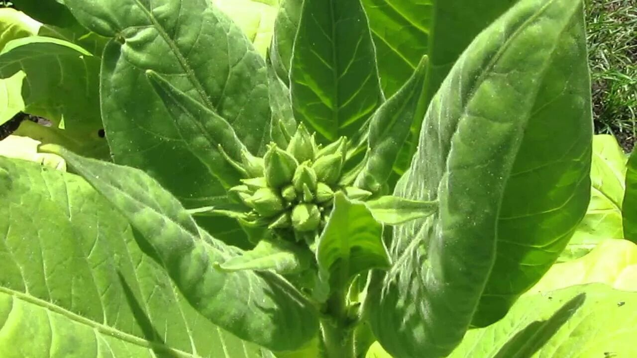Растение Nicotiana tabacum. Сорт табака Керти. Махорка растение. Сортов табака (Nicotiana glauca.