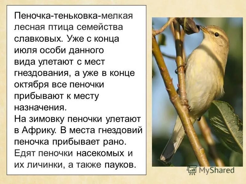 Пеночка-весничка голос. Пеночка-теньковка. Пеночка трещотка, весничка теньковка. Пеночка птица фото и описание. Пеночка трещотка, весничка теньковка.