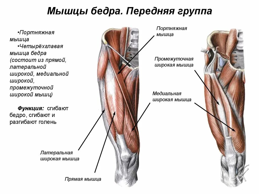 Передняя группа мышц бедра строение. Передняя группа мышц бедра четырехглавая. Четырехглавая мышца бедра (квадрицепс). Строение четырехглавой мышцы бедра. Правая нога бедро мышцы