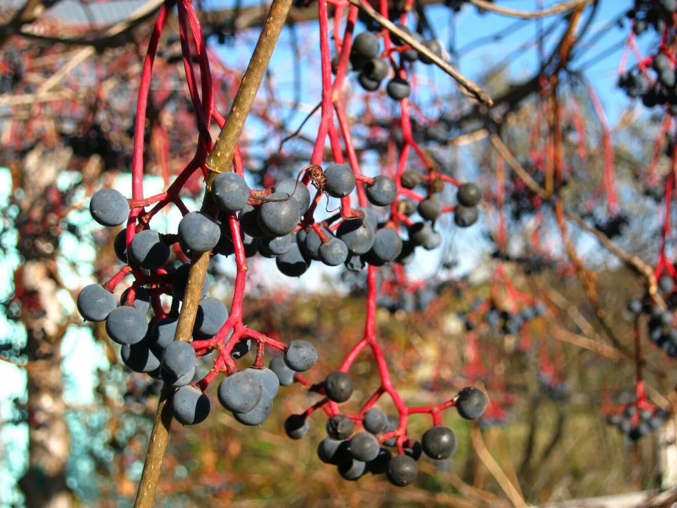 лимонник лиана. элеутерококк колючий ягоды съедобные. лимонник дальневосточный. лимонник сахалинский. лимонник сибирский.