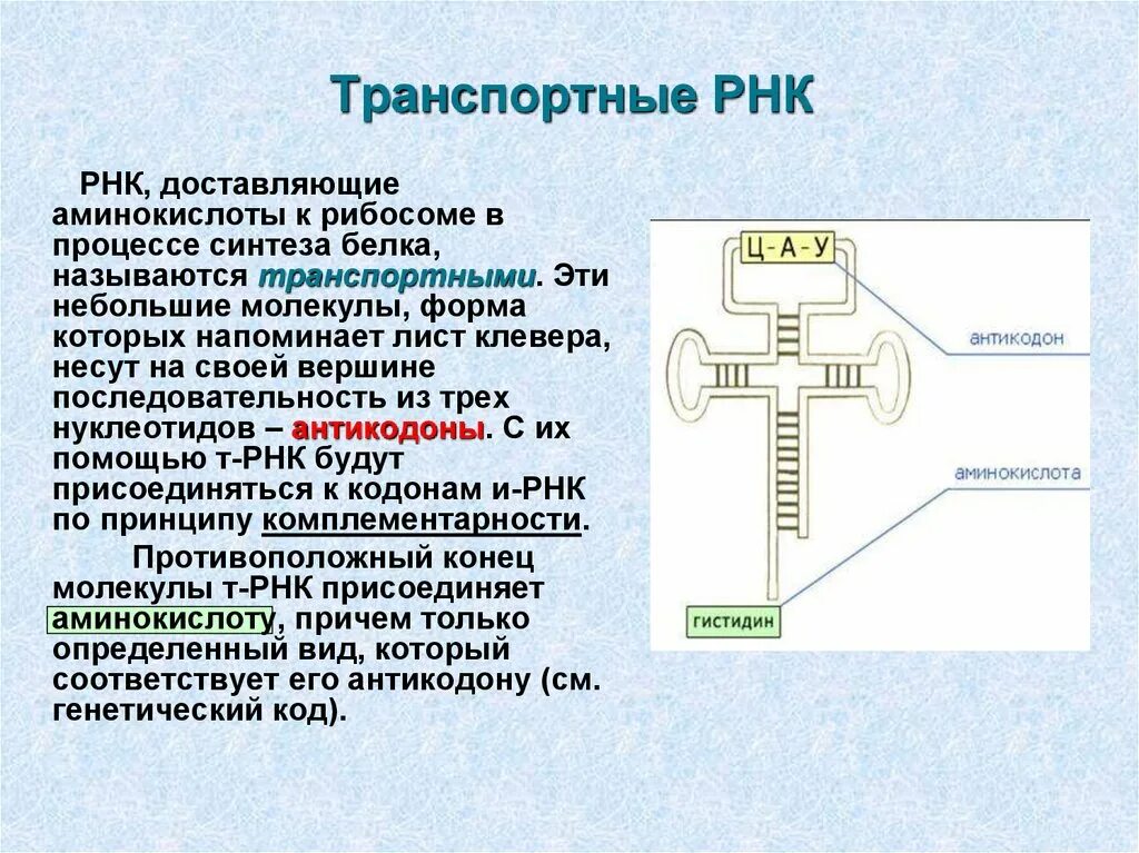 Транспортная РНК. Синтез ТРНК. ТРНК процесс. Процесс образования ТРНК.