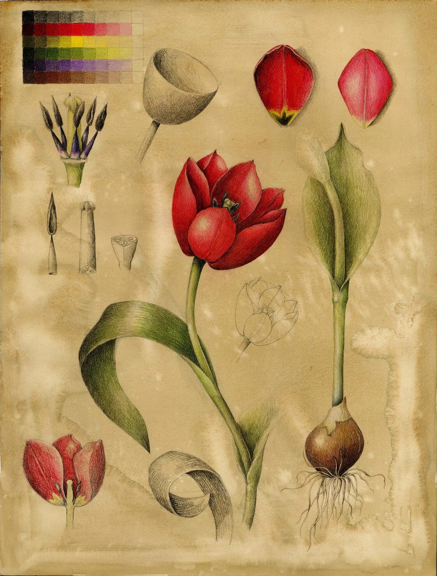 Тюльпан Ботанический атлас. Тюльпан Ботанический смесь (Botanical Tulips Mixed),. Ботаническая иллюстрация тюльпан Липского. Тюльпаны референс. Тюльпан ботаника