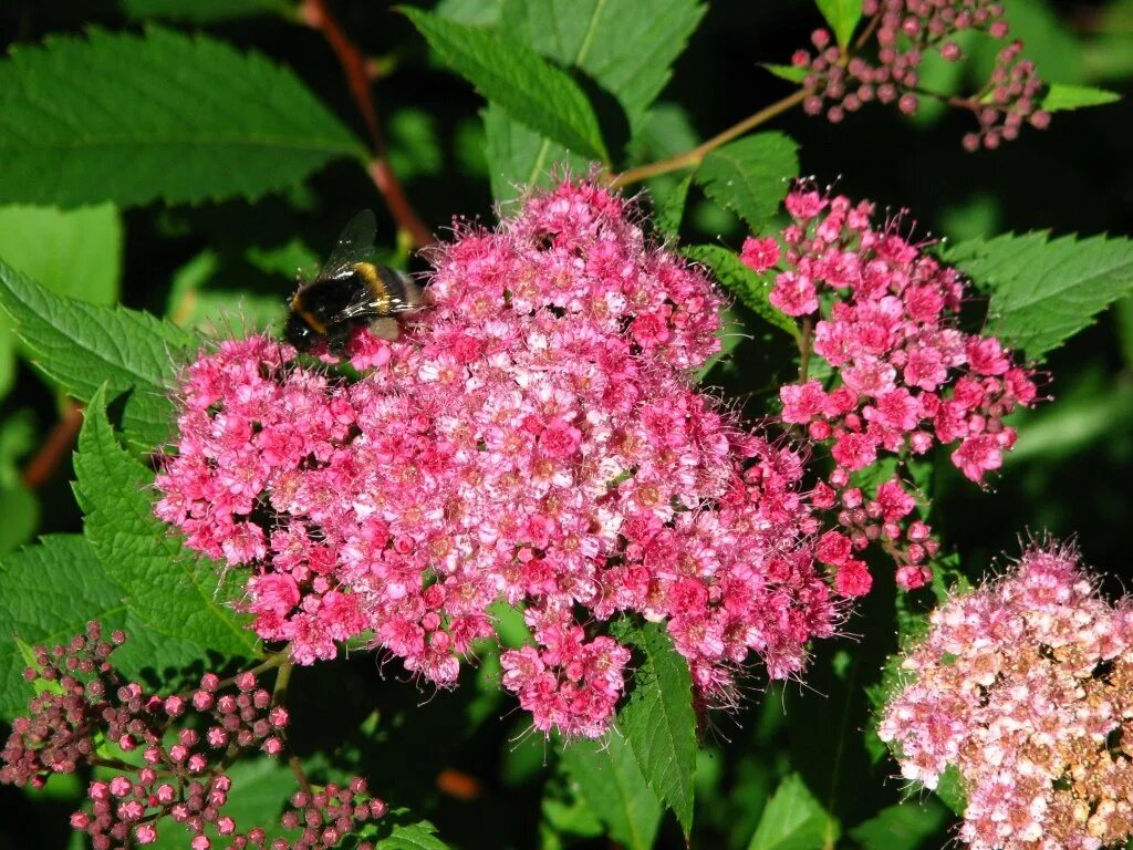 Спирея декоративные кустарники фото. Спирея Дугласа Spiraea douglasii. Спирея Бумальда Spiraea bumalda. Спирея японская Бумальда. Спирея японская краснолистная.