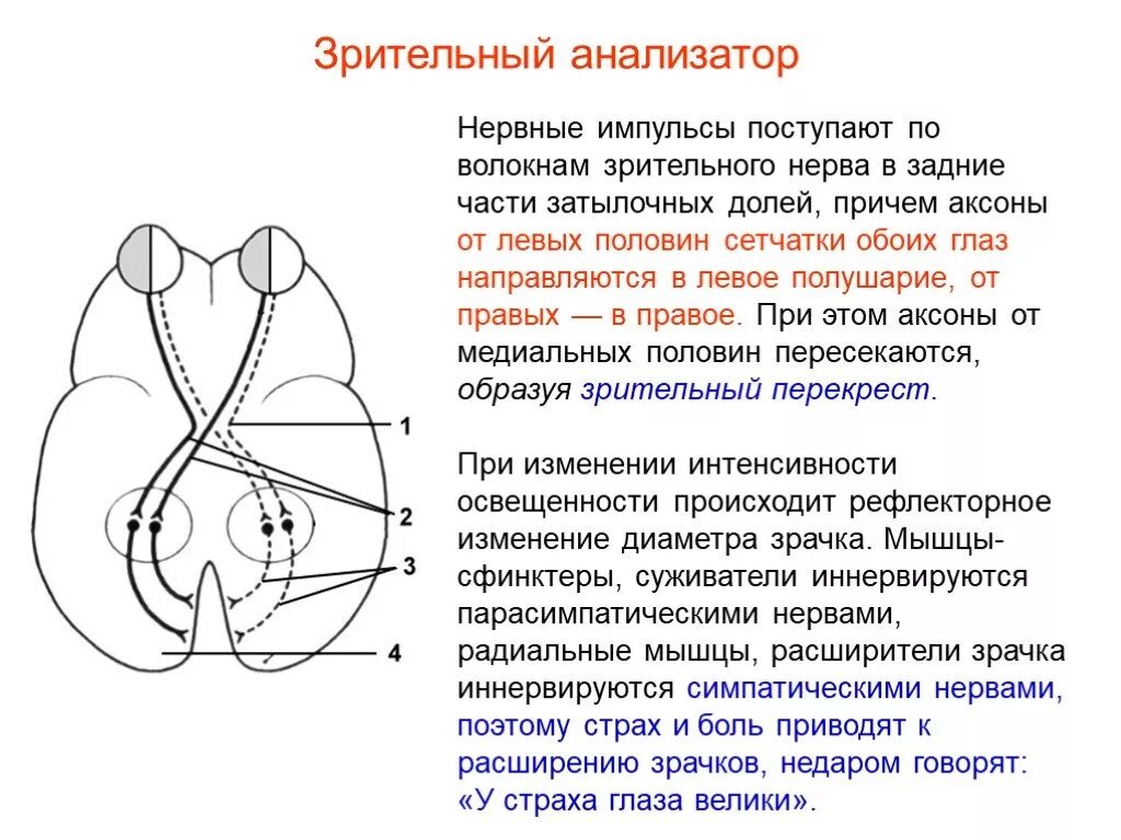 Зрительный нерв образован. Зрительный нерв. Особенности строения зрительного нерва. Отделы зрительного анализатора. Зрительный нерв презентация.