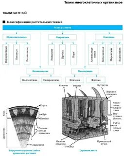 Какие виды растительных тканей выделяют