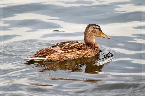 Кряканье утки