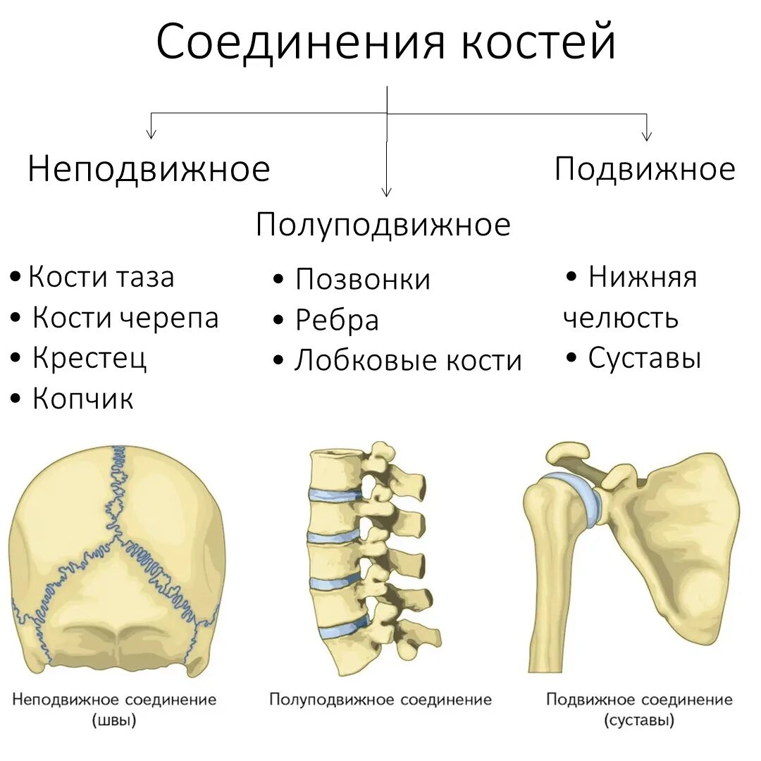 Особенности строения подвижного соединения. Подвижное полуподвижное и неподвижное соединение костей. Неподвижные полуподвижные и подвижные соединения костей. Полуподвижное соединение костей. Неподвижное соединение костей.