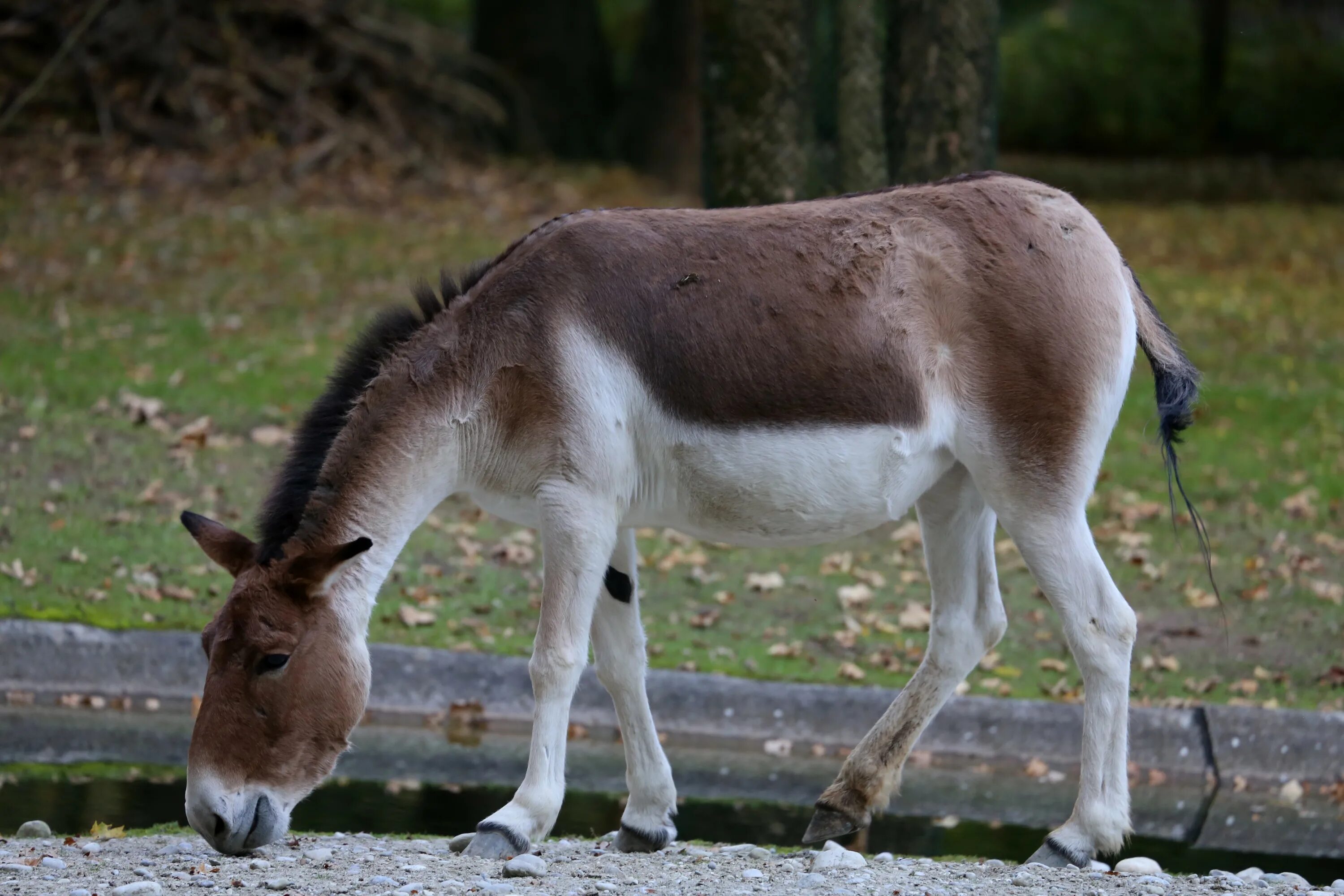 Кианг. Дикий осел Кулан. Кианг (Equus Kiang). Кианг осел. Дикий осел в центральной азии