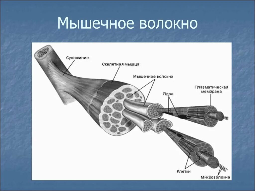 Строение скелетного мышечного волокна. Строение мышечного волокна рисунок. Строение скелетной мышцы схема. Скелетное мышечное волокно строение. Строение скелетной мышцы рисунок.