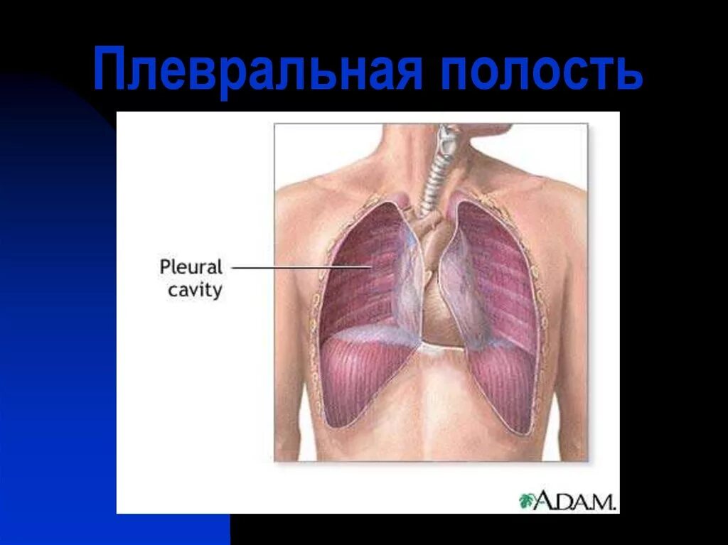 Строение плевральной полости. Толщина плевральной полости. Толщина плевральной полости. Строение легочной и пристеночной плевры. Классификация выпота в плевральной полости.