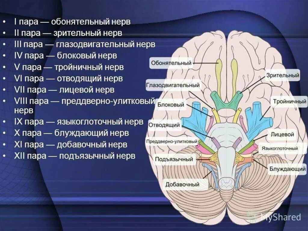 1 функции нервов. Черепномозговые нервы: (1, II, III, IV пары).. 12 Пар черепно мозговых нерв. 12 Пара черепных нервов ядра. Ядра 12 пар черепно мозговых нервов.