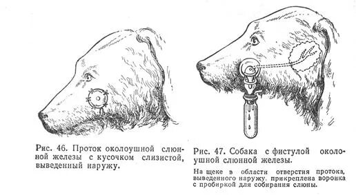 Сильное слюноотделение у собаки. Исследования слюнных желез Павлова. Фистула выводного протока слюнной железы.