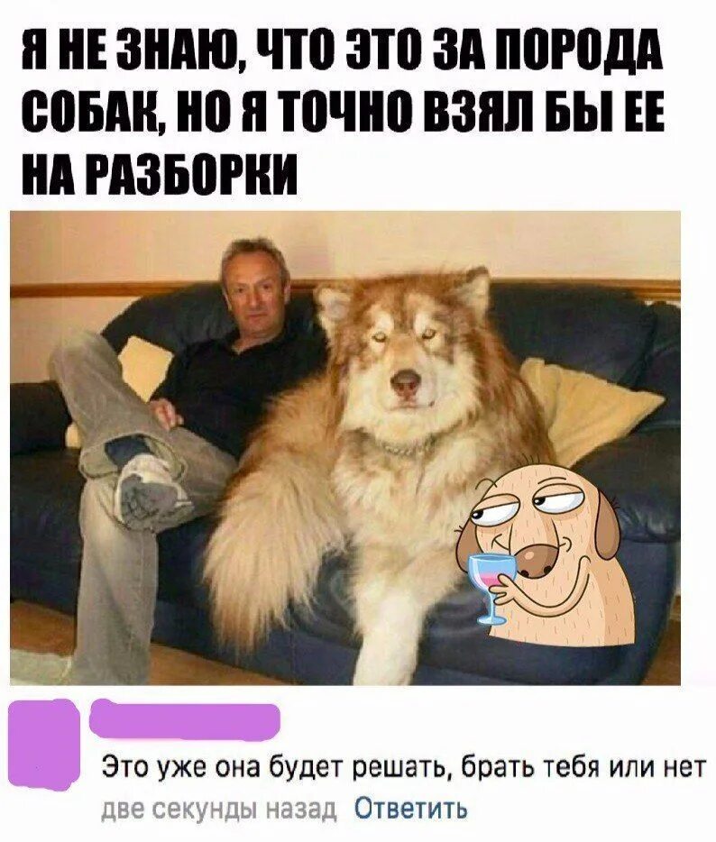 Где тут собака. Мемы с собаками и подписями. комментарии про собак. мем собака с подписью.