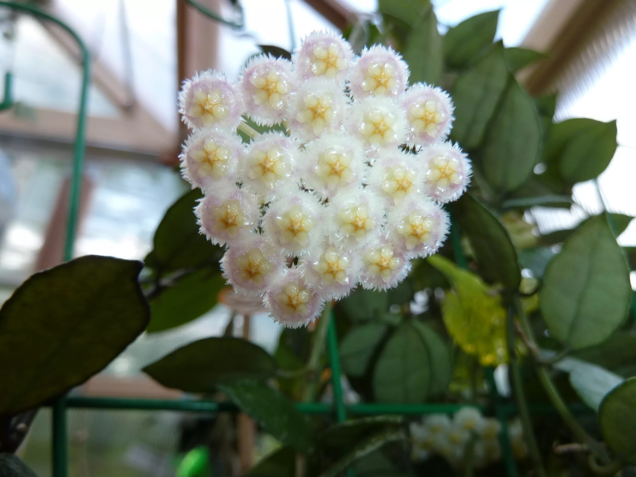 Хойя лакуноза. Хойя лакуноза Лаос. Хойя лакуноза Роял. Hoya lacunosa Royal Flush.