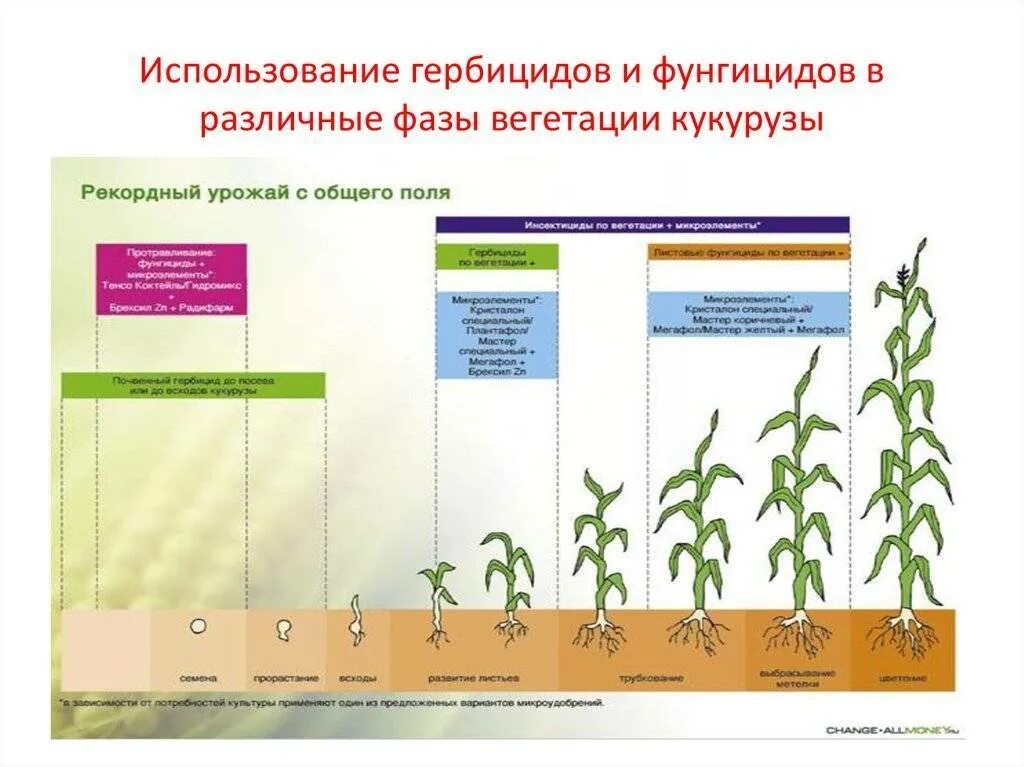 Сроки вегетации у растений. Схема развития кукурузы. Высота кукурузы по фазам развития. Кукуруза этапы роста и развития. Фазы вегетации кукурузы.