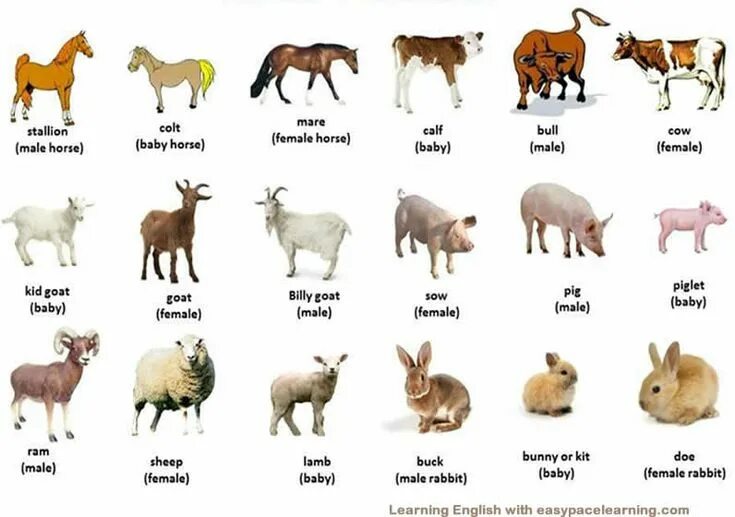 Имя animals