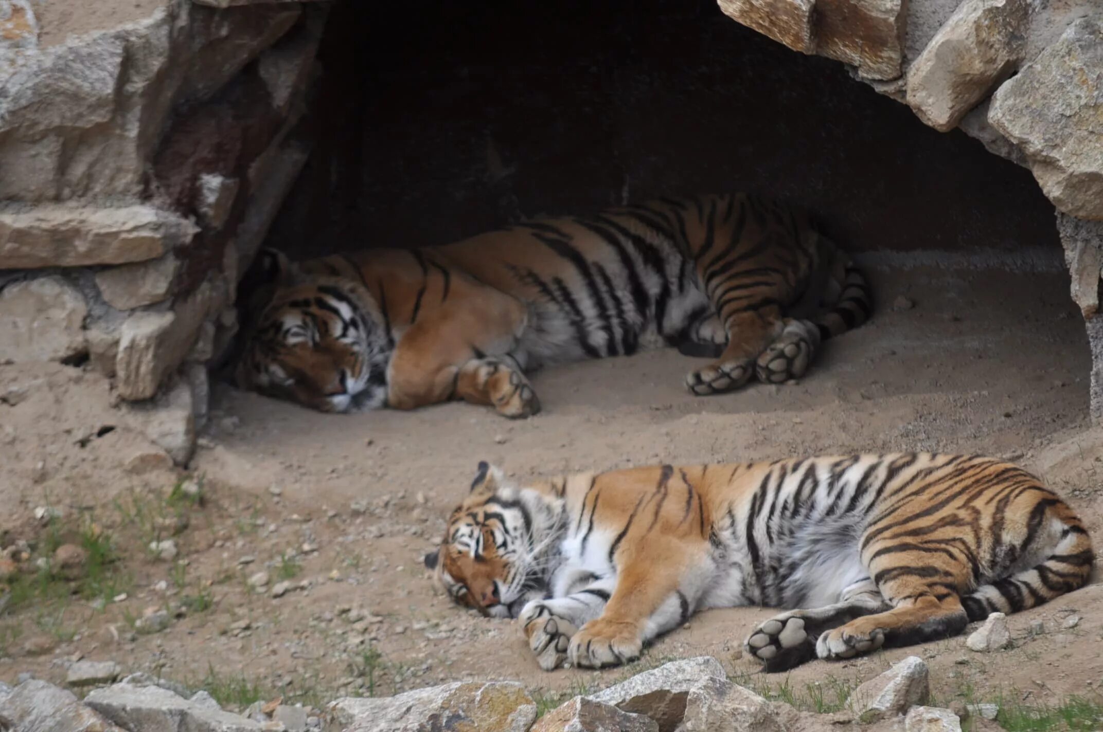 Индокитайский тигр. Тигр логово. Уссурийский тигр. Национальный парк зов тигра. Логово тигра фото.