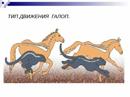 Сообщение о способах передвижения животных