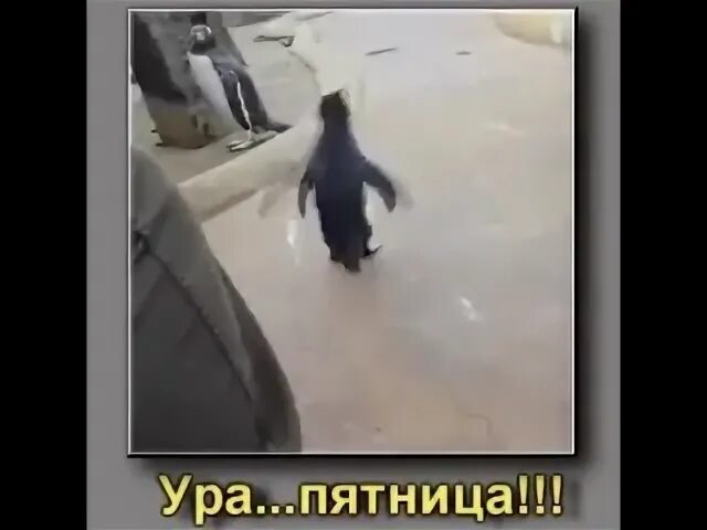 Видео пингвин с пятницей