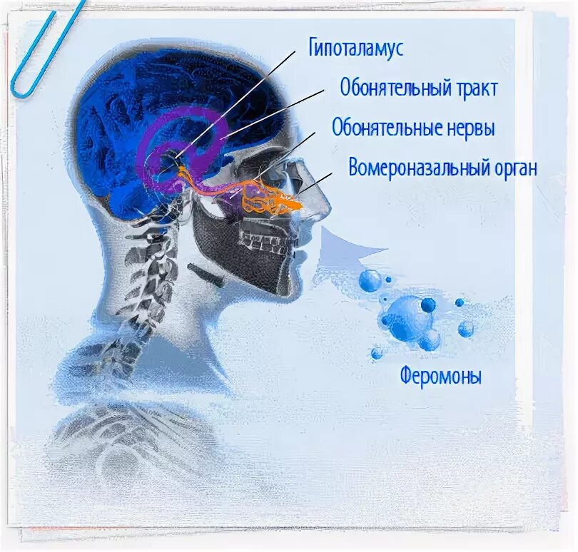 Что такое феромоны у человека. Феромоны это. Феромоны биология. Вомероназальный орган у человека. Феромоны в организме человека.