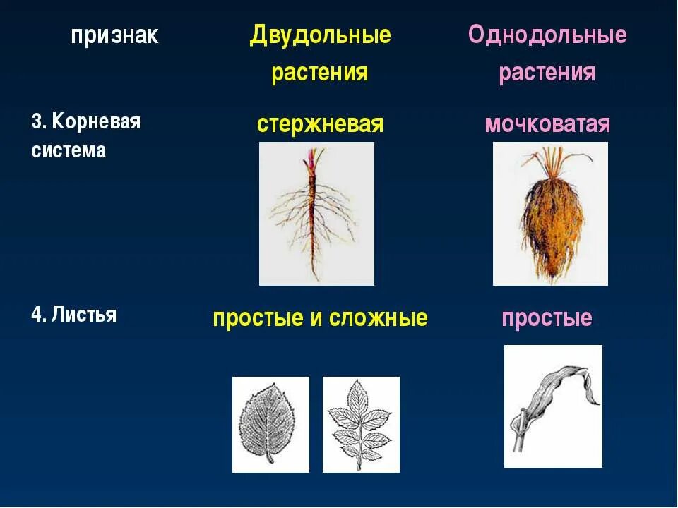 Признаки двудольных растений корневая система. Корневая система однодольных. Корневая система однодольных растений. Класс двудольные корневая система. Плауновые однодольные двудольные хвойные