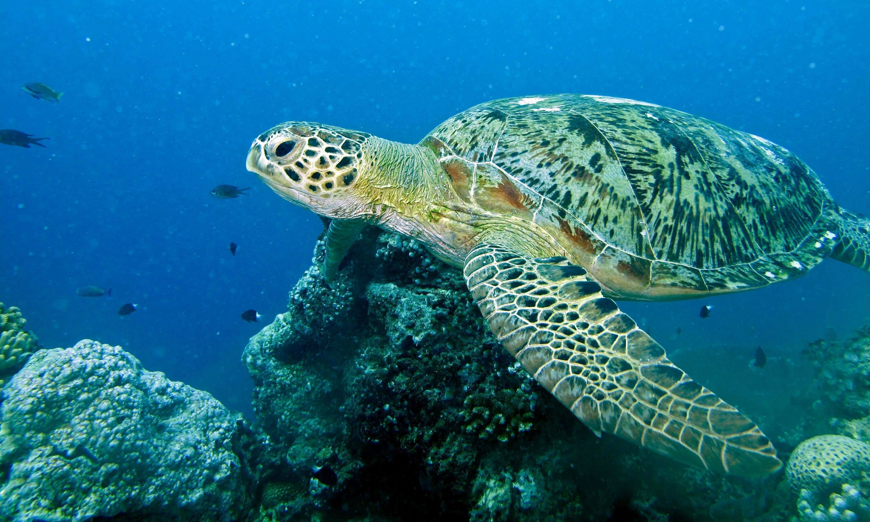 К какой группе относятся морские черепахи. Зеленая морская черепаха. Зеленая суповая черепаха. Зелёная черепаха Chelonia mydas. Зеленая морская черепаха и суповая черепаха.