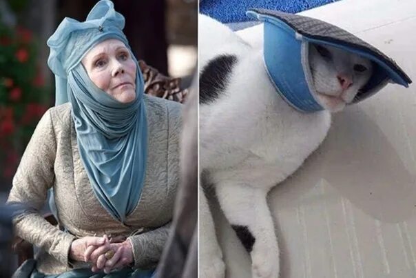 Кот с тапком на голове мем Im a cat pope Album on Imgur