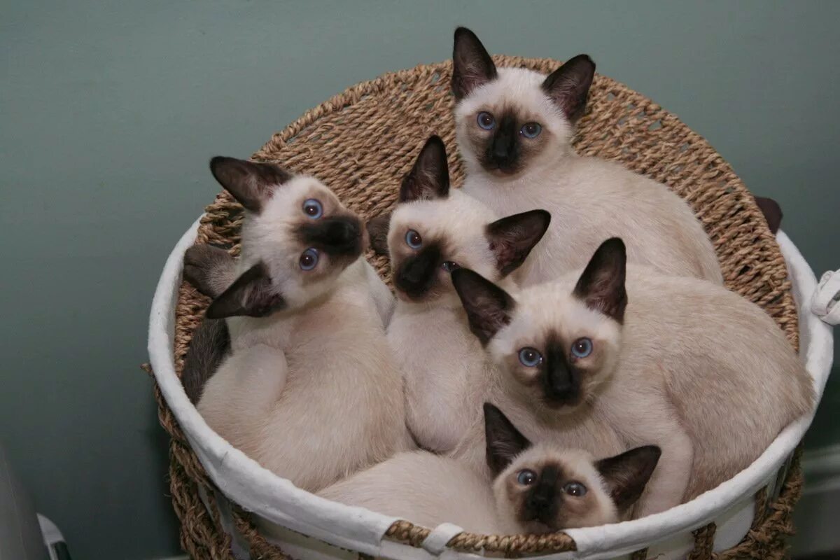 Фото сиамской породы. Сиамская кошка. сиамские котята. котята сиамской породы. сиамская кошка котенок.