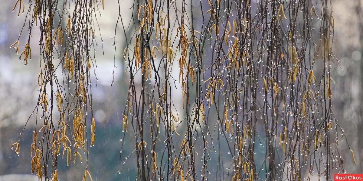 Дождливый апрель. Дождь на выдержке. Весенний ливень. Дождь в апреле. Дождь в апреле.