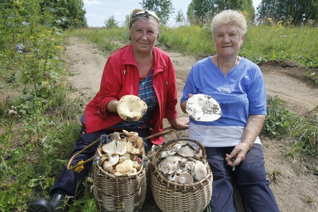 Грибы в Нижегородской. Г Перевоз Нижегородская область. Грибы в Нижегородской области Варнавинском районе. Грибы в Нижегородской области сейчас.