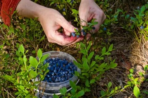 Заготовка дикорастущих ягод