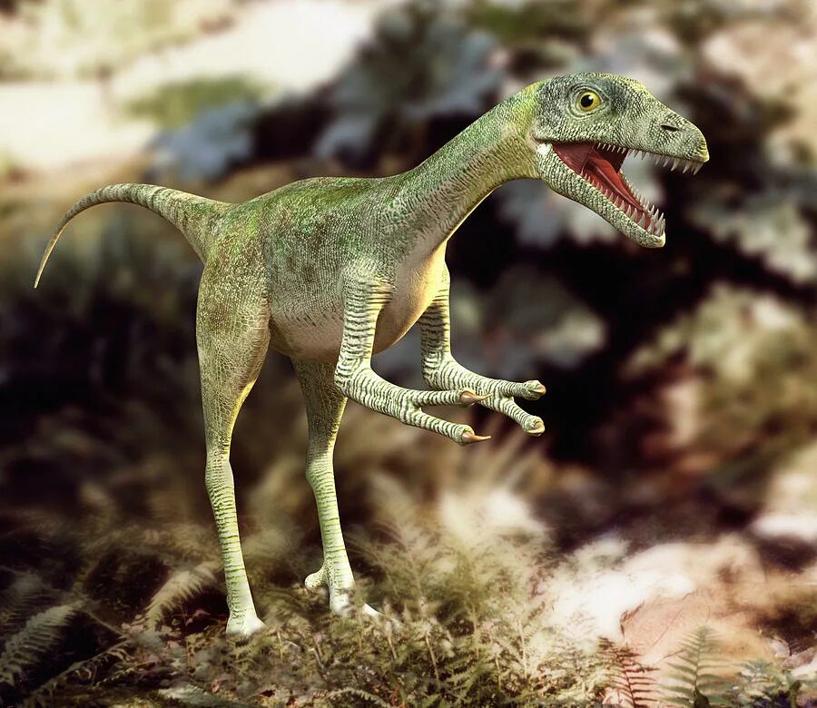 Как назывались маленькие динозавры. Компсогнат динозавр. Самый маленький динозавр Компсогнат. Хищный динозавр Компсогнат. Компсогнат мезозоя.
