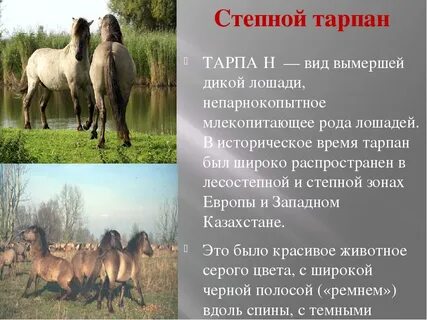 Тарпан сайт
