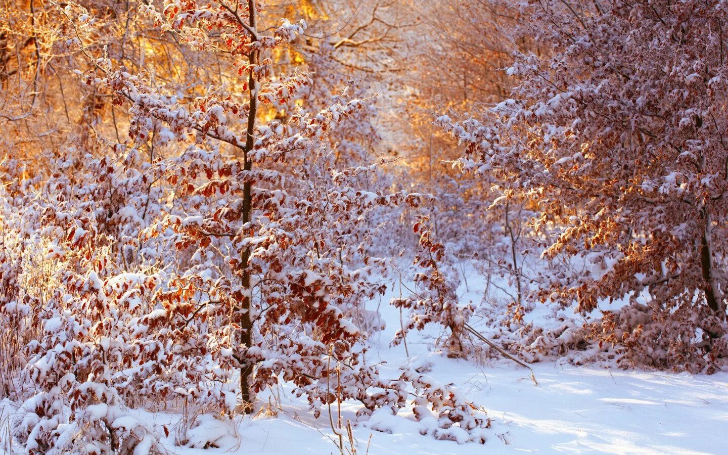 Первый снег картинки. Первый снег. С началом зимы. Осень снег. Осенние деревья в снегу.