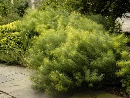 Stars plant