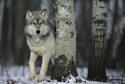 Где волки курганская