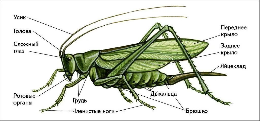 На головном отделе насекомых отряда прямокрылых