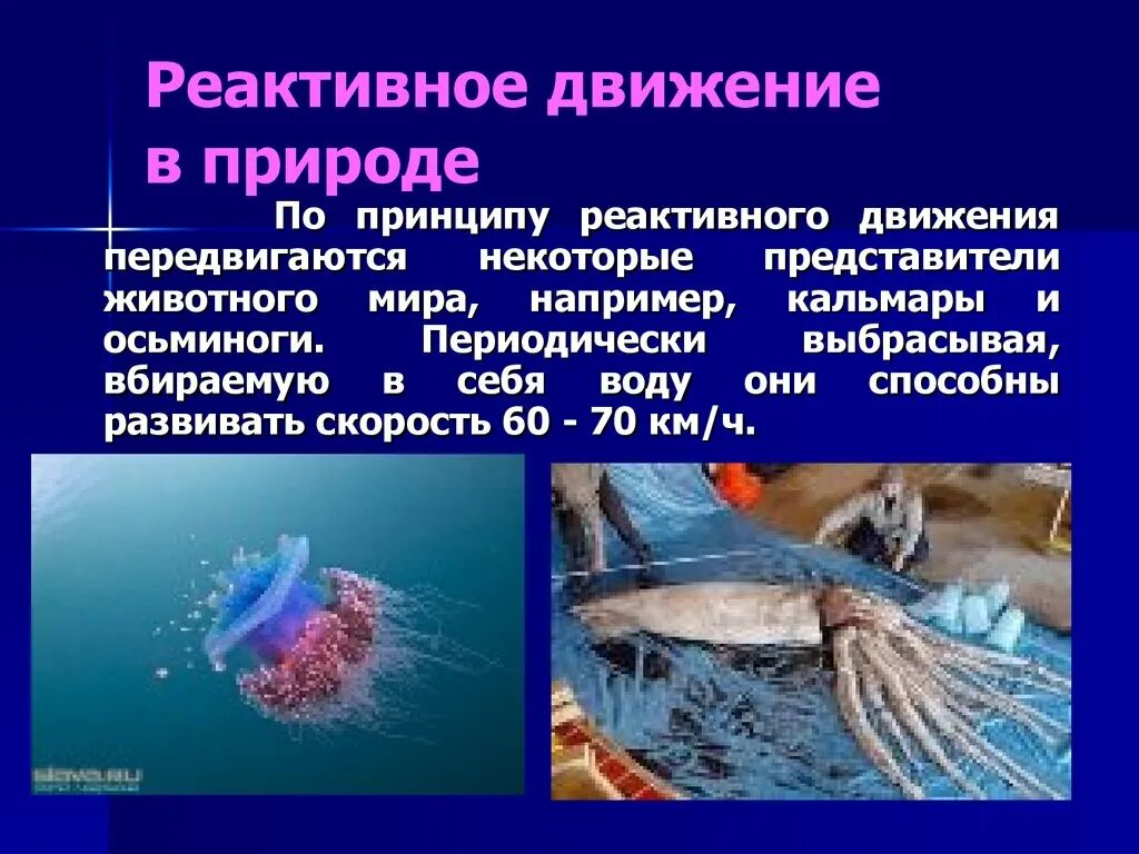 Реактивное движение физика 9 класс. Реактивное движение в природе. Реактивное движение в природе и технике. Примеры реактивного движения в природе. Реактивное движение презентация.