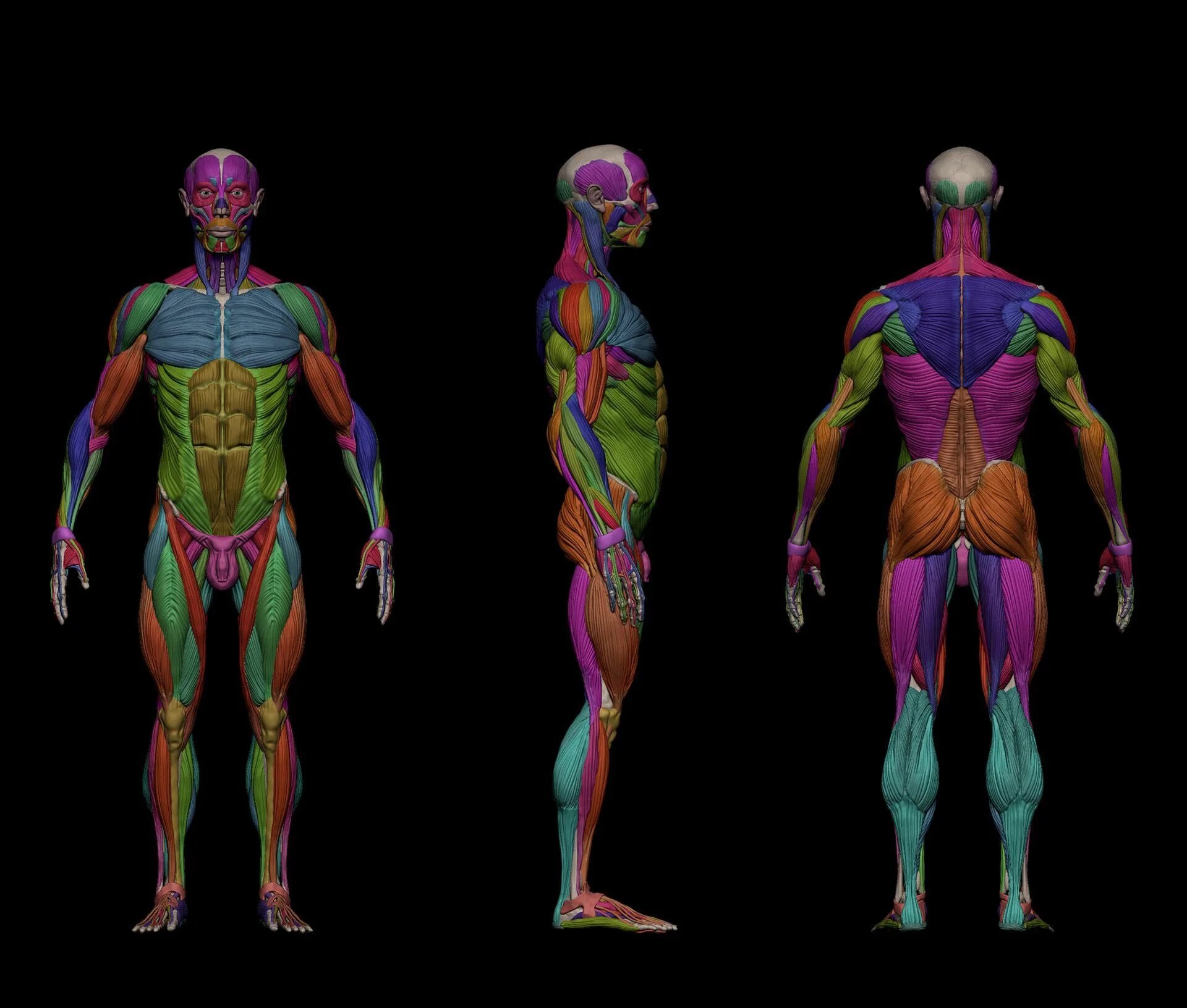 3d атлас анатомии человека мышцы. Complete human anatomy primal 3d interactive series 9cds. атлас по анатомии primal 3d. 3d complete. 3d complete.