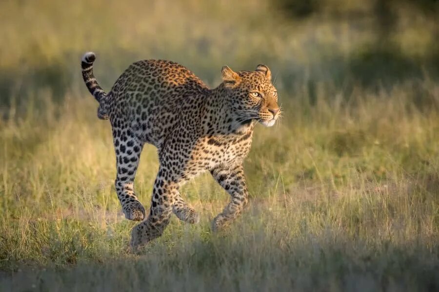 Leopards run runs fast