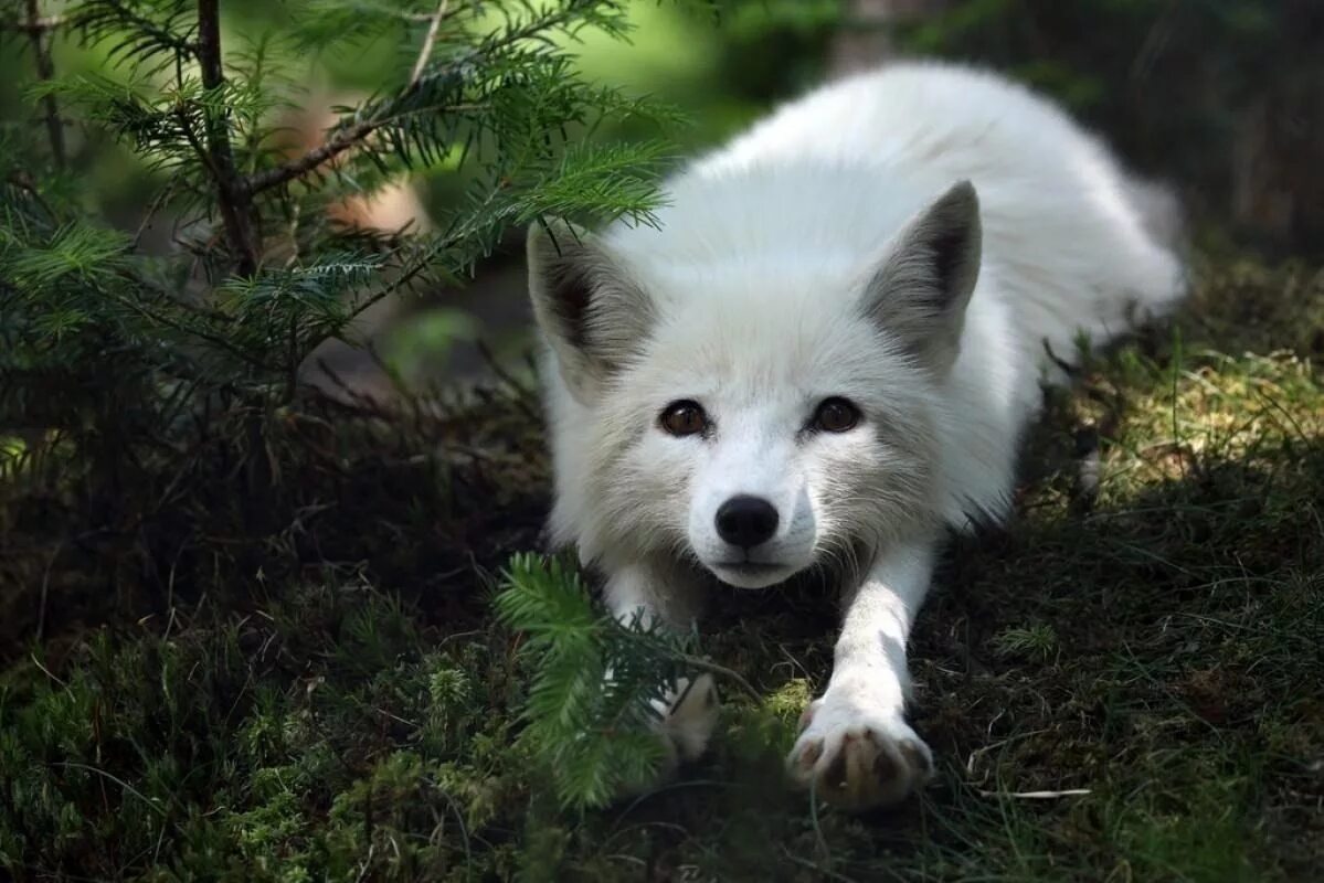 Полярный волк альбинос. Arctic wolf (арктический волк). Берингийский песец. Белый лис. Гренландский песец.