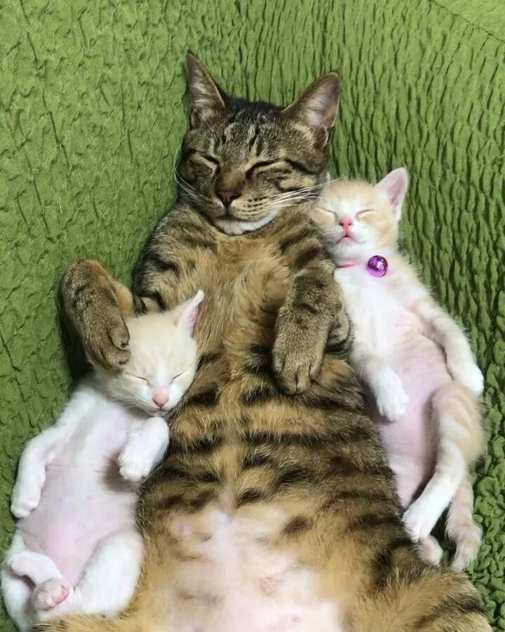 Мамины коты. Котята с мамой. Мама кошка и котенок. Семья кошек фото. Папа кот и котенок.
