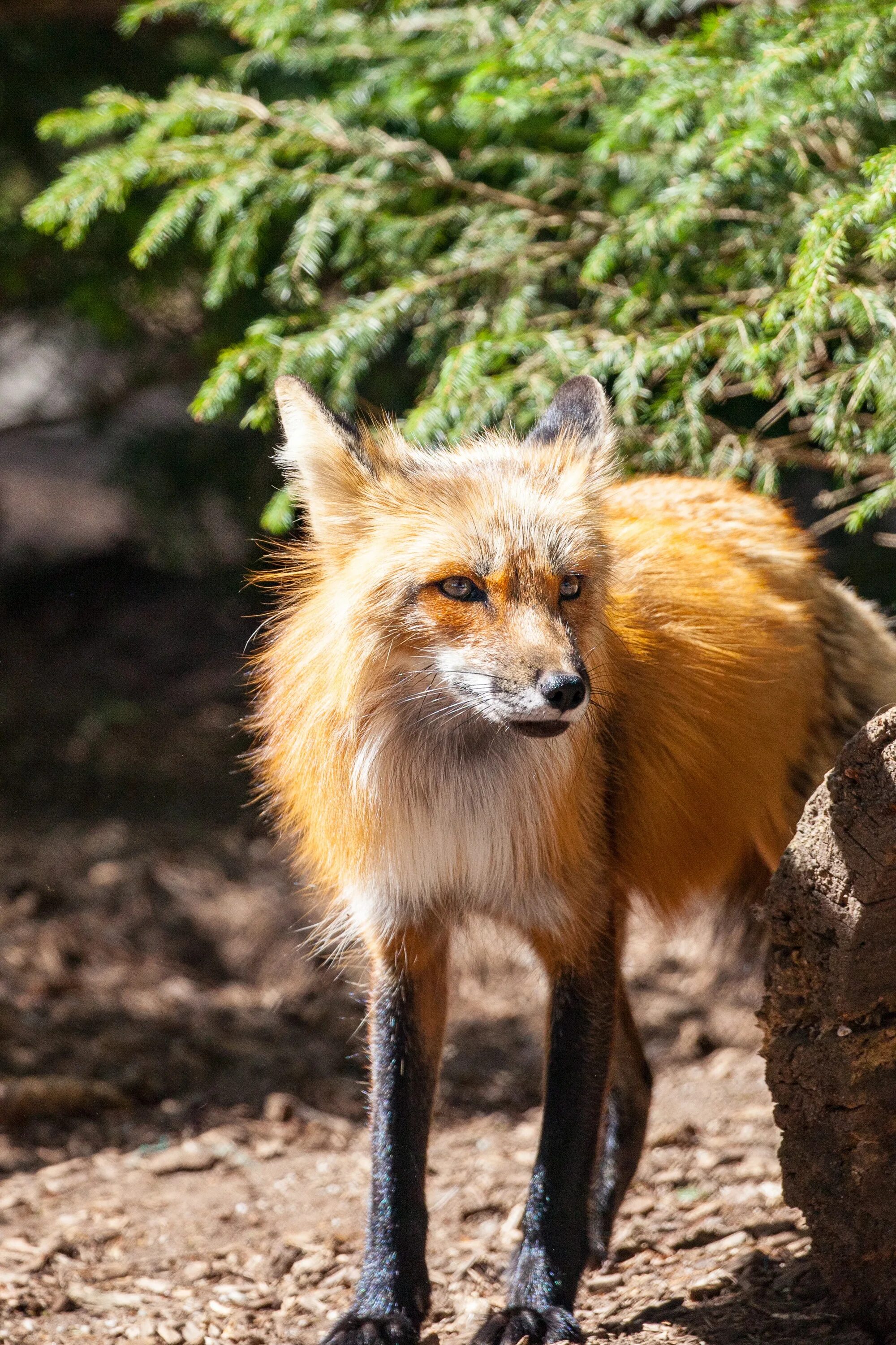 Лиса. Дикие лисы. Лиса в дикой природе. Бешеные лисы. Fox wild