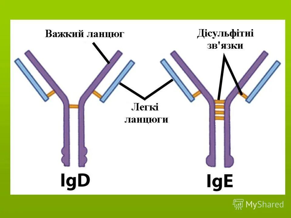 Иммуноглобулин lg. Иммуноглобулин e строение. Схема строения IGE. Иммуноглобулин д структура. Структура иммуноглобулина d.